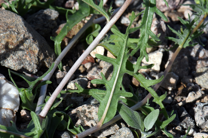 Veatch's Blazingstar has both lower (basal) and upper (cauline) leaves. Lower leaves are lobed while stem leaves are variable ranging from toothed, lobed or entire. Note whitish prominent mid-vein along lobed leaf. Mentzelia veatchiana 